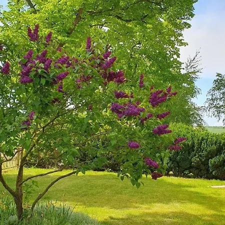 Lägenhet Schoenes In Zierzow Mit Grill, Terrasse Und Garten *